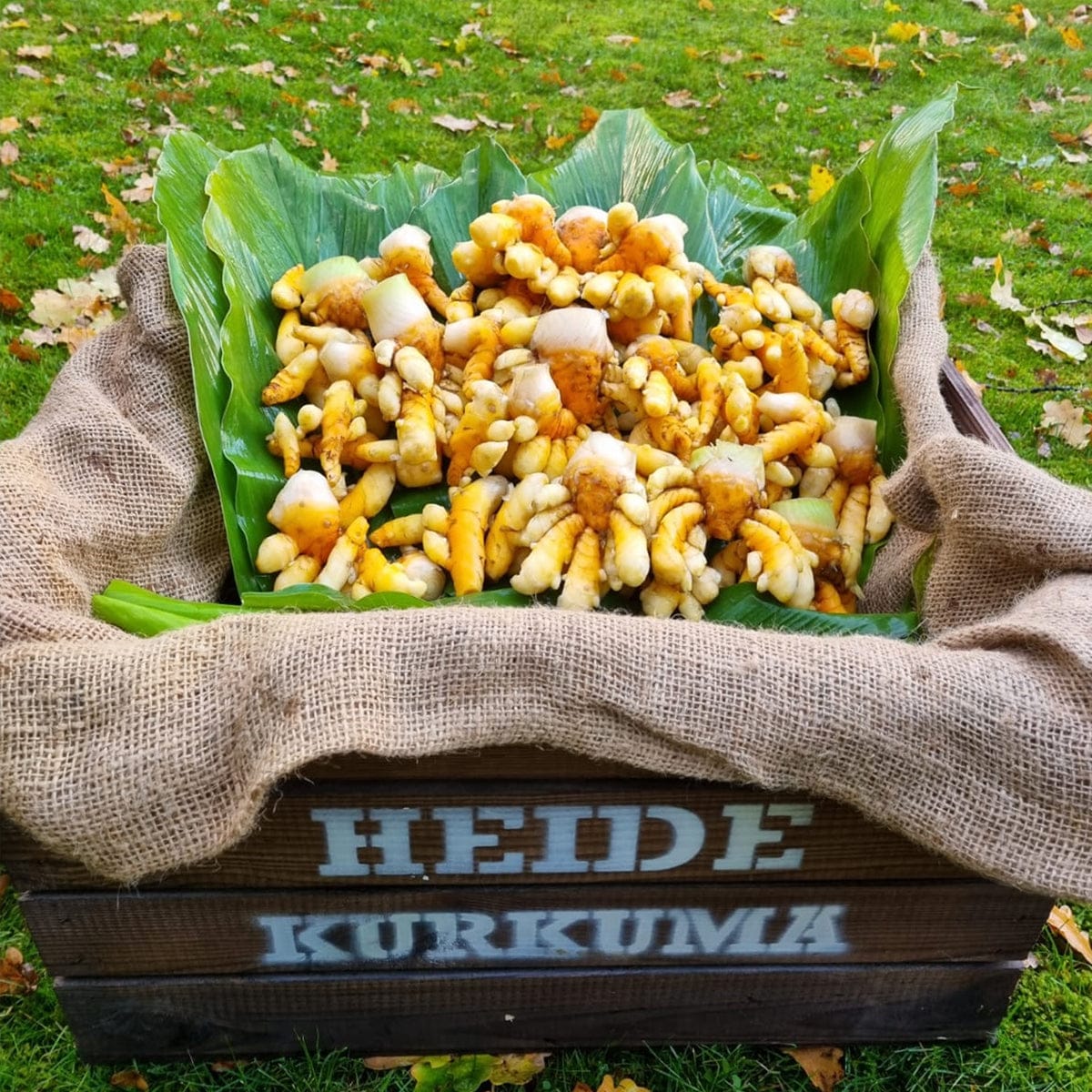 Bio Kurkuma aus eigenem Anbau – Biohof Stövesandt