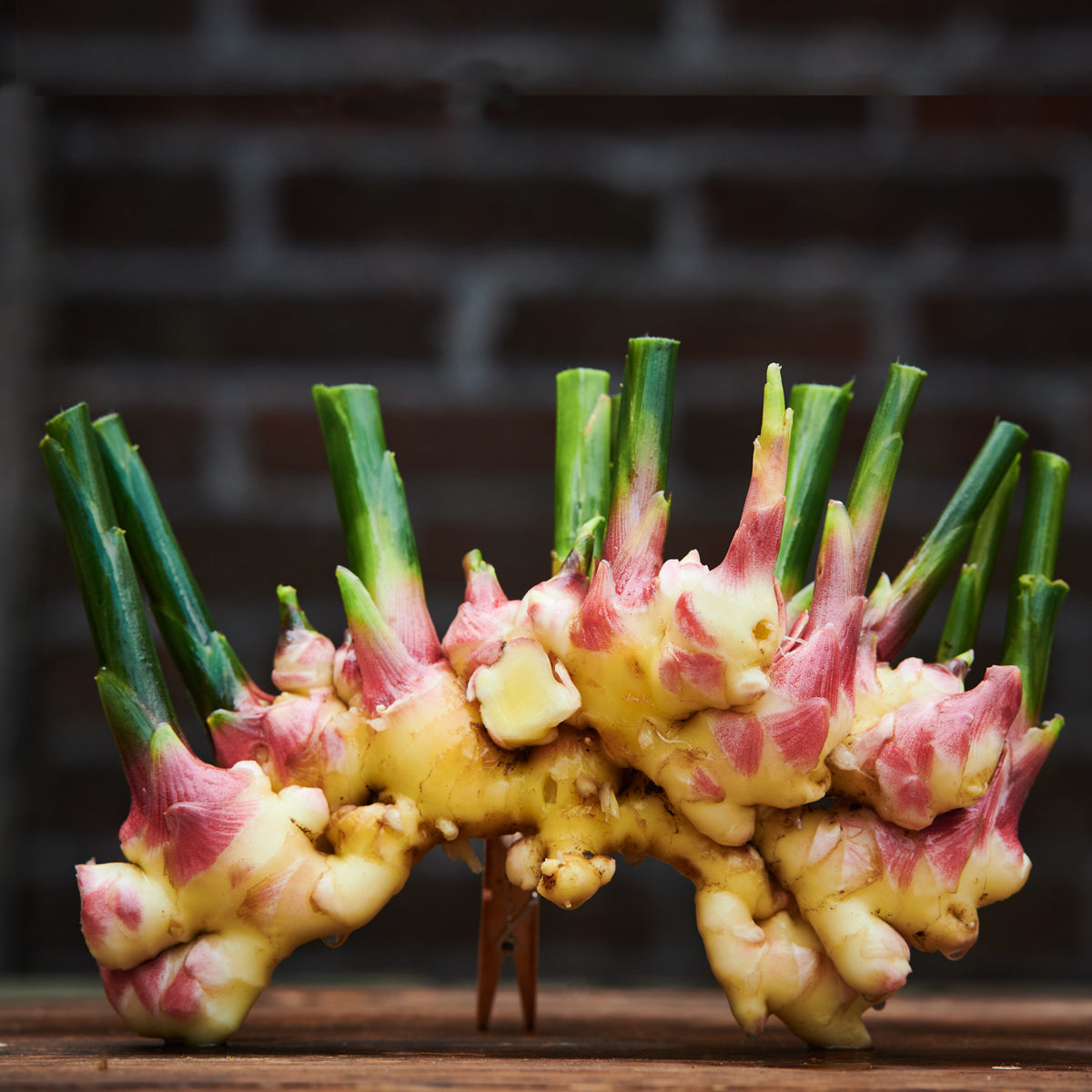 Bio Ingwer aus eigenem Anbau – Biohof Stövesandt Bio Ingwer aus eigenem Anbau – Biohof Stövesandt