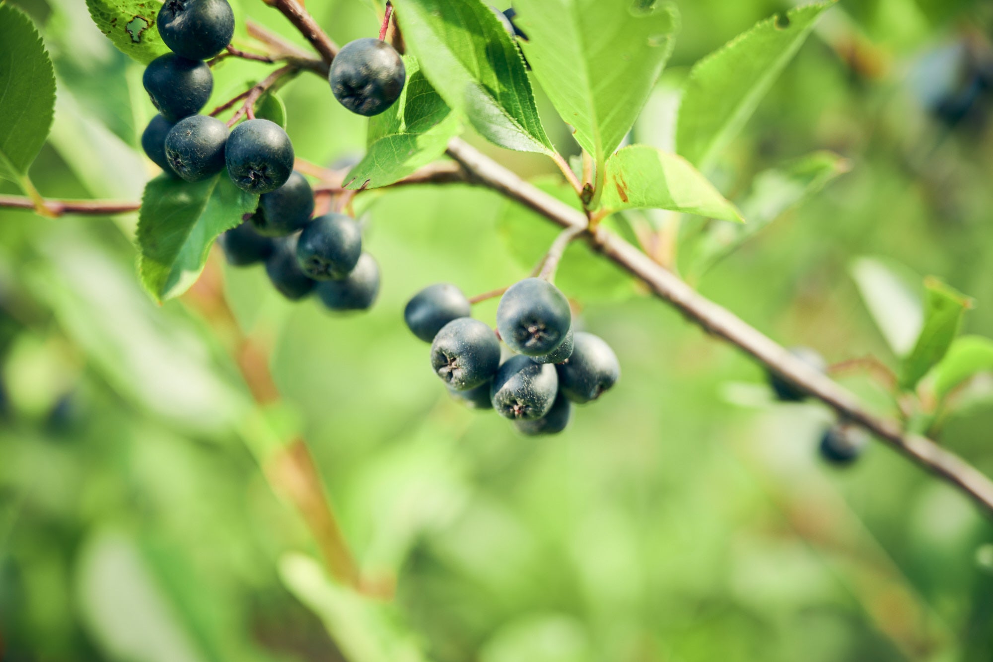 Bio Aronia Produkte aus eigenem Anbau Biohof Stövesandt