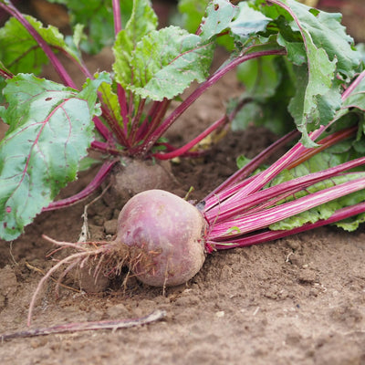 Biohof Stövesandt Bio Rote Bete