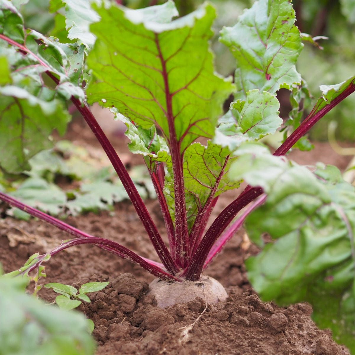 aufbewahrung rote beete Bio Rote Bete aus eigenem Anbau – Biohof Stövesandt