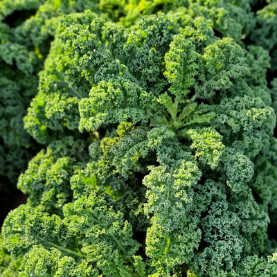 Biohof Stövesandt Frischer Bio Grünkohl