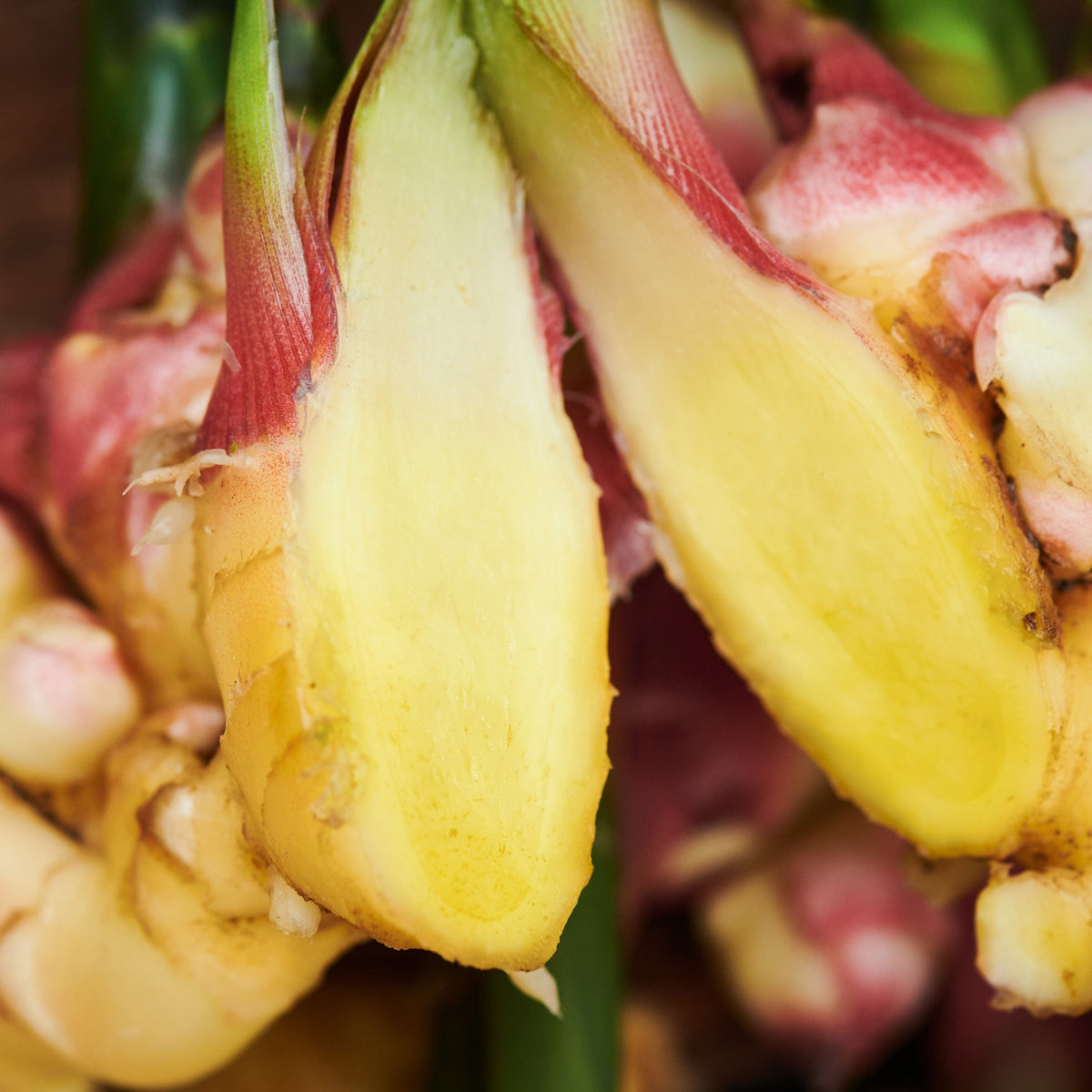 Bio Ingwer aus eigenem Anbau – Biohof Stövesandt
