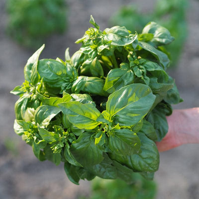 Biohof Stövesandt Frisches Bio Basilikum