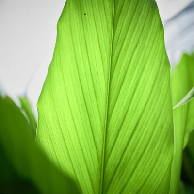 Biohof Stövesandt Frische Kurkuma Blätter